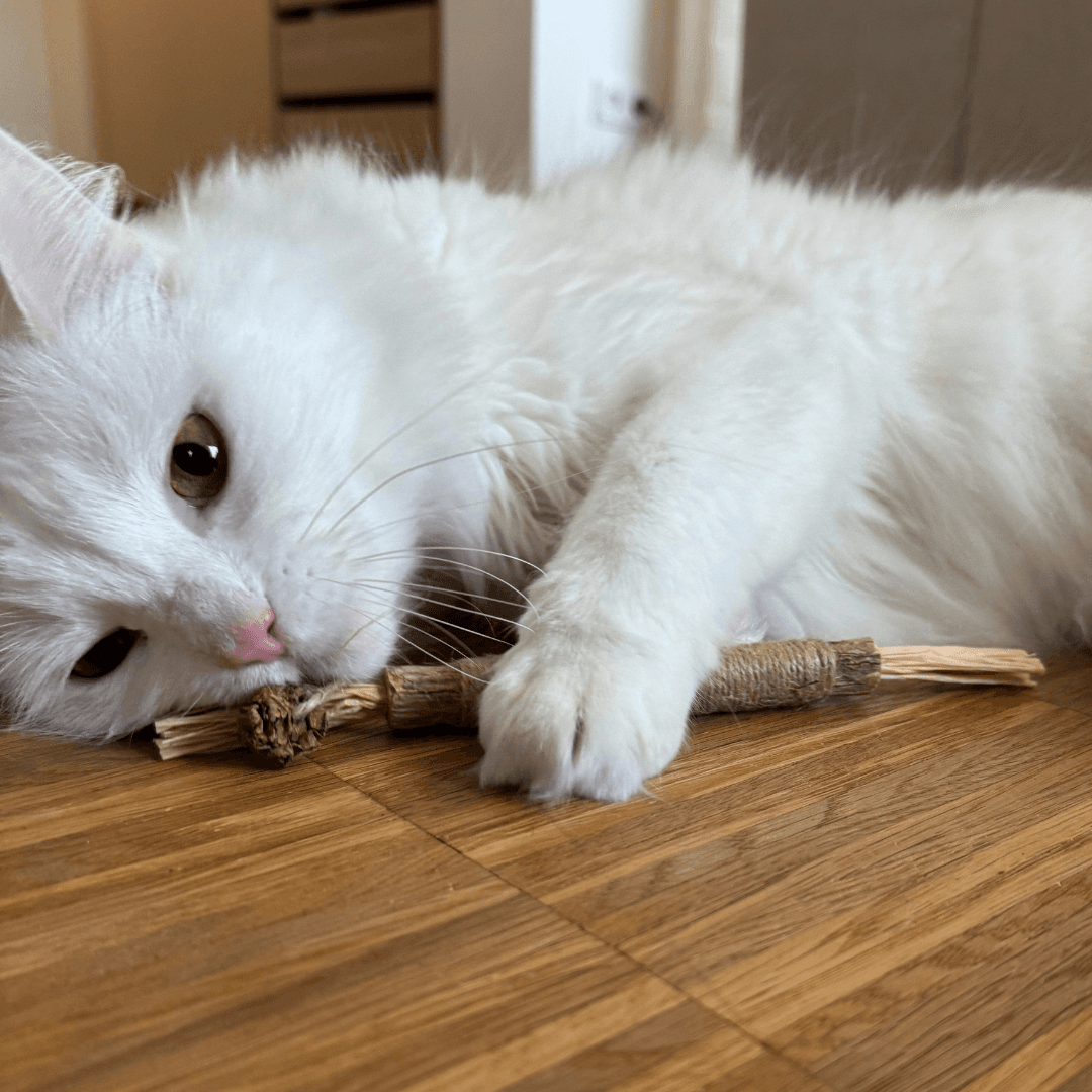 Thick catnip sticks