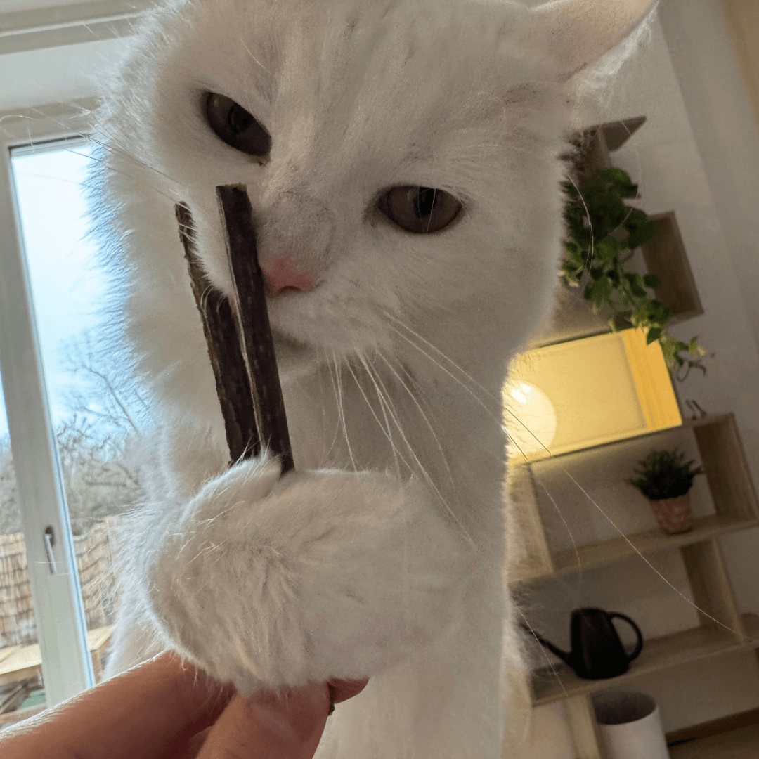 Catnip sticks